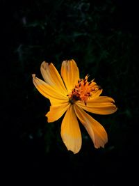 Close-up of yellow flower