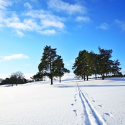 Trees on snow covered land against sky