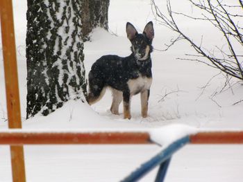 Dog standing on snow covered land