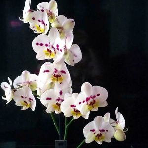 Close-up of white pink flowers