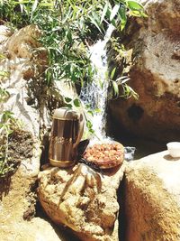 High angle view of potted plant on rock in yard