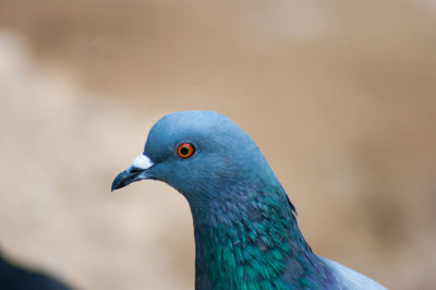 Close-up of peacock perching outdoors