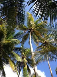 Low angle view of palm trees against sky