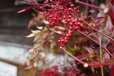 Close-up of red berries on plant