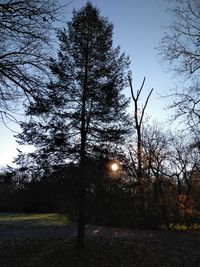 Trees on field against sky
