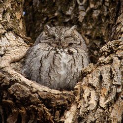 Close-up of owl on tree trunk