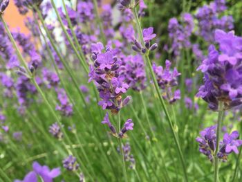 Close-up of purple flowers