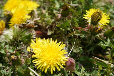 Close-up of yellow flowering plant