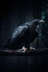 Close-up of an eagle perching on tree