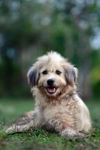 Close-up portrait of dog sitting on grass