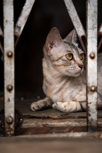 Close-up of a cat looking away