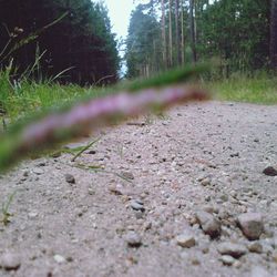 Surface level of road along trees