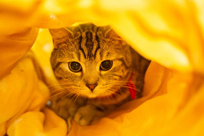 Close-up portrait of a cat