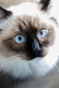 Close-up portrait of cat