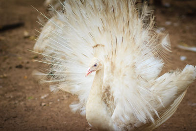 Close-up of a bird