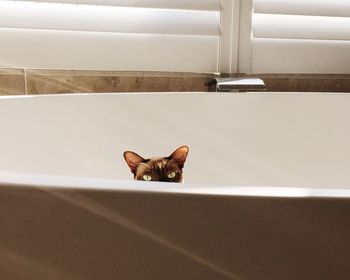 Portrait of cat in bathtub