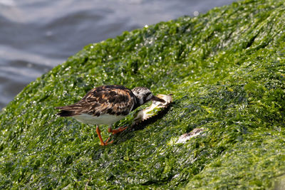 Side view of bird in lake