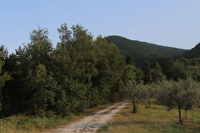 Road amidst trees against clear sky