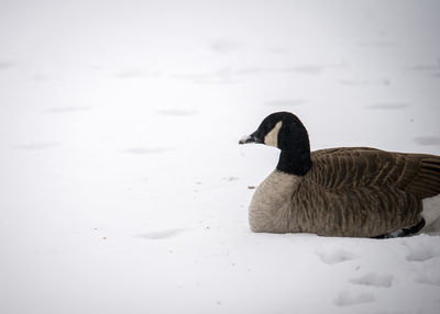 Side view of a duck swimming in lake during winter