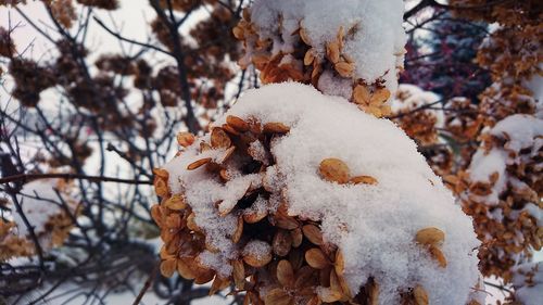 Close-up of frozen plant on snow covered field