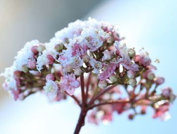 Close-up of pink cherry blossoms in spring