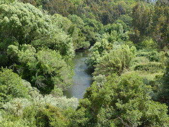 High angle view of river amidst trees in forest