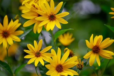 Close-up of yellow flower