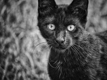 Close-up portrait of cat