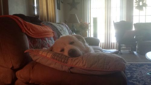 Dog relaxing on bed