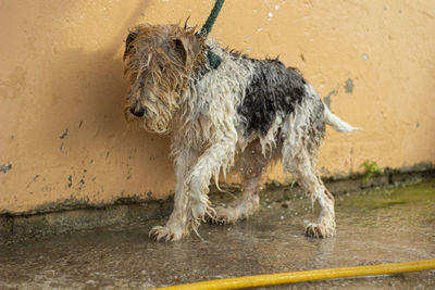  foxterrier dog with long hair bathing outdoors with a yellow hose and tied up with a green rope