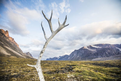 Caribou remains (antler) in akshayak pass, auyuittuq national park.