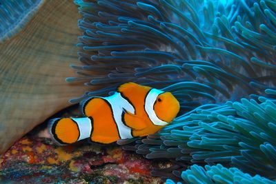 Clown fish swimming in sea