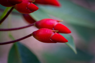 Ceibo tree in flower. national flower of the argentine republic