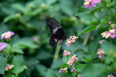 Close-up of butterfly pollinating on flower