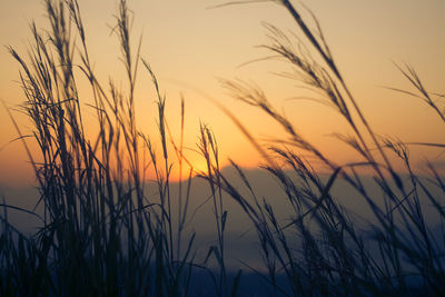 Close-up of stalks against sunset sky