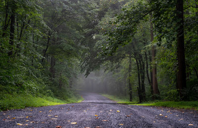 A dirt road in the forest on a foggy morning.