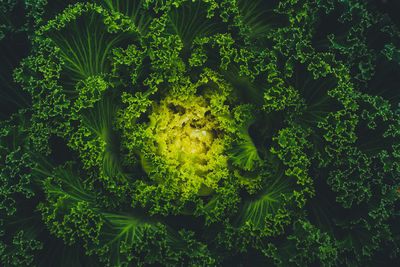 Full frame shot of flowering plants