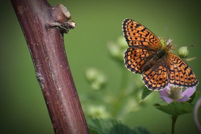 Close-up of butterfly pollinating on purple flower