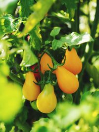 Close-up of fruit growing on tree