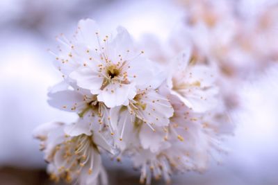 Close-up of white cherry blossom