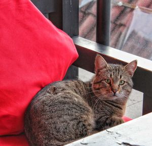 Close-up portrait of tabby cat