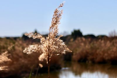 Close-up of plant on field against sky