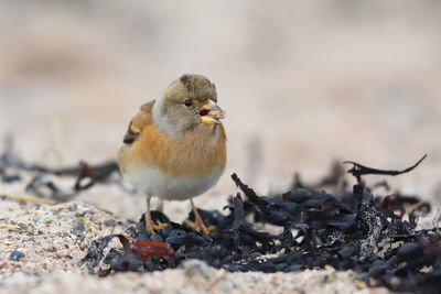 Close-up of bird perching on a land