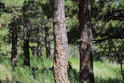 View of trees in forest