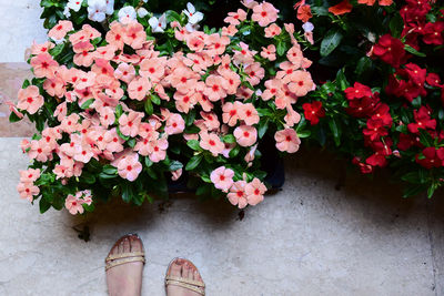 Low section of person standing by pink flowers