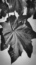 Close-up of leaves