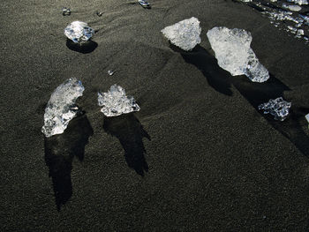 High angle view of shell on beach