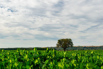 A old tree by the farmland