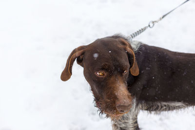 German hunting watchdog drahthaar, beautiful dog portrait in winter