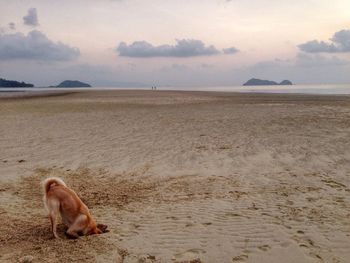 High angle view of dog digging sand at beach against sky